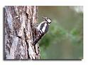 160-MHO1213-pic epeiche-dendrocopos major